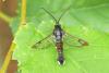 Synanthedon formicaeformis